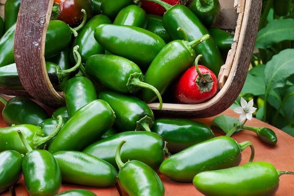 Cesta con chiles jalapeños frescos, verdes y rojos, mostrando su textura brillante, perfectos para diversas recetas mexicanas.